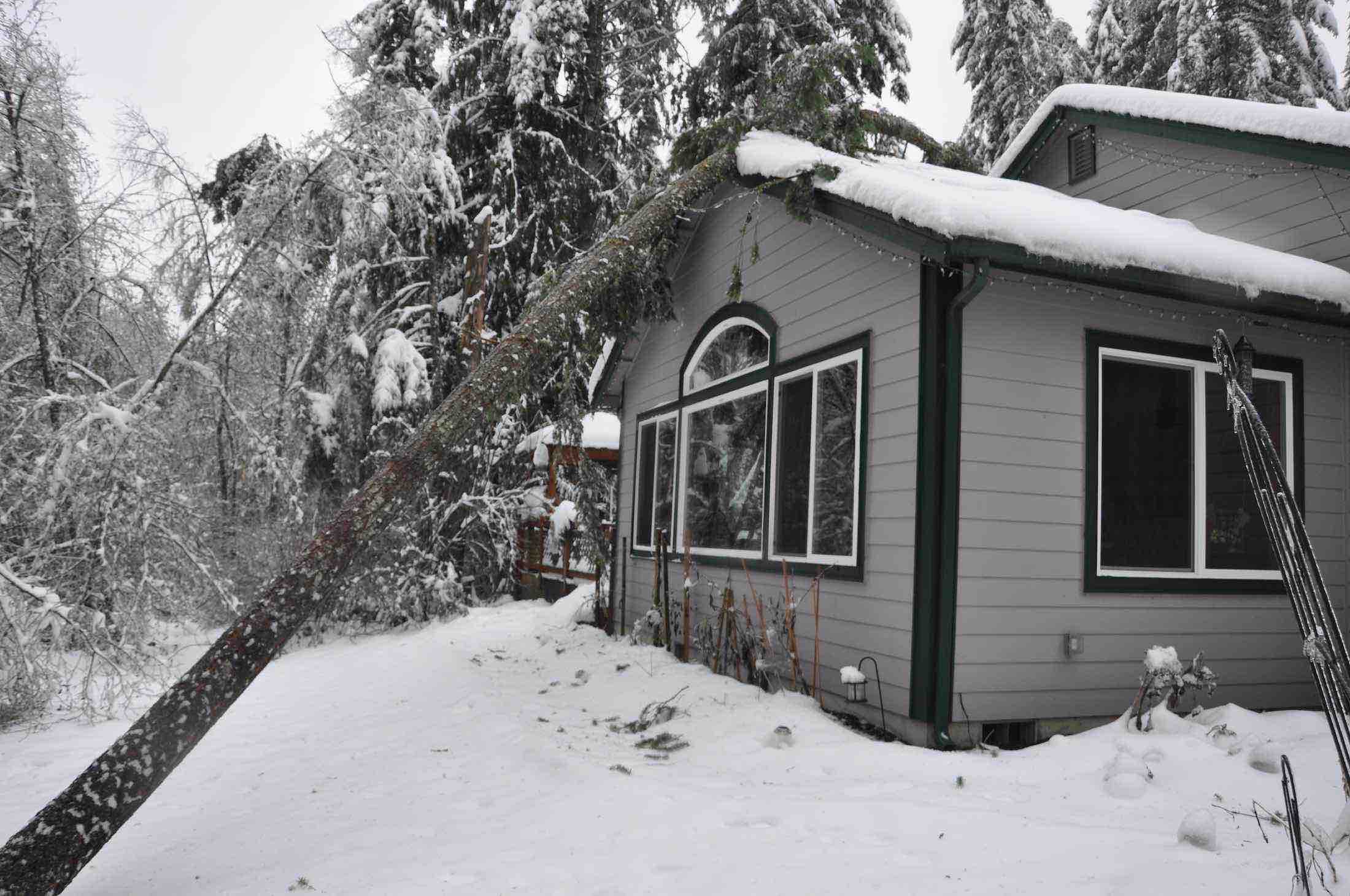 house tree damage