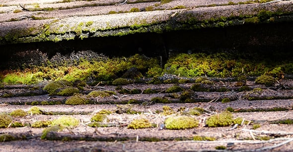 moss on ground inbetween bricks