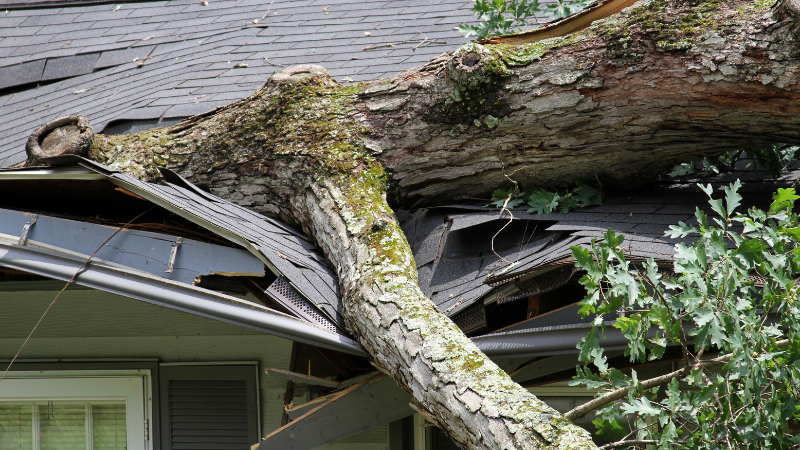 Tree fallen on home roof