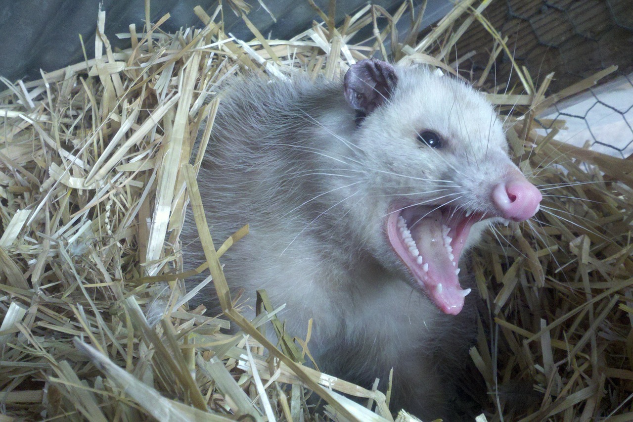 opossum.jpg