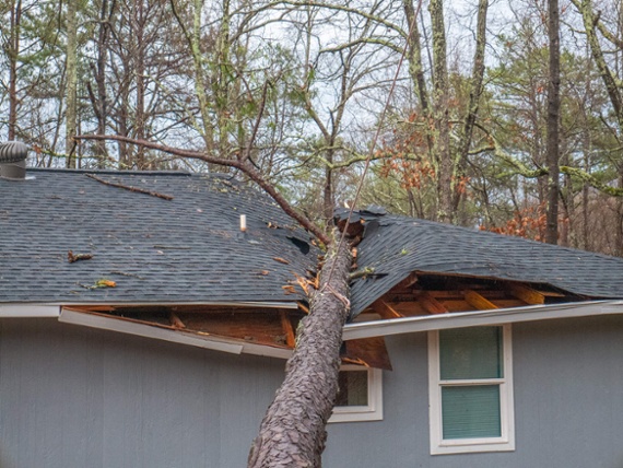 tree-fallen-on-home-damaged-roof